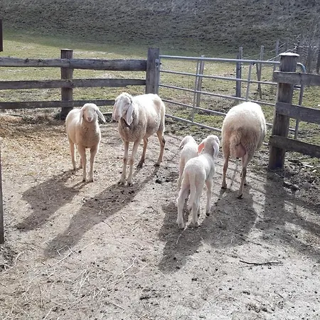 Wiesingbauer 팜스테이 *