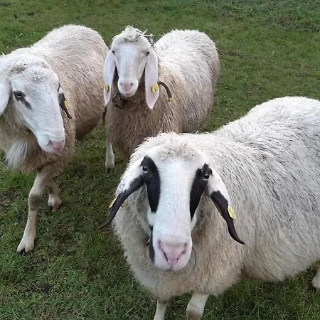 Wiesingbauer 팜스테이 살펠덴암스타이너르넨미어