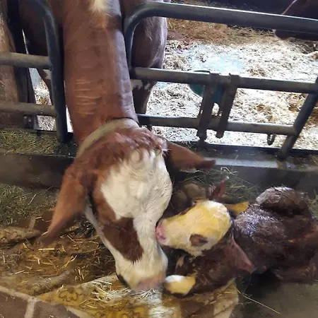 Wiesingbauer 팜스테이 살펠덴암스타이너르넨미어