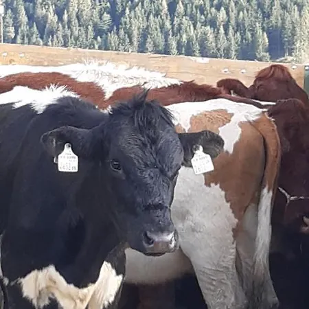 Wiesingbauer 팜스테이 살펠덴암스타이너르넨미어