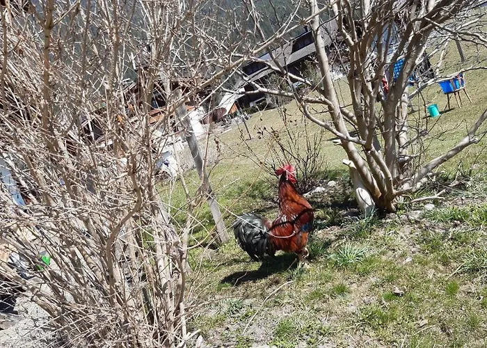 Wiesingbauer Feriegård