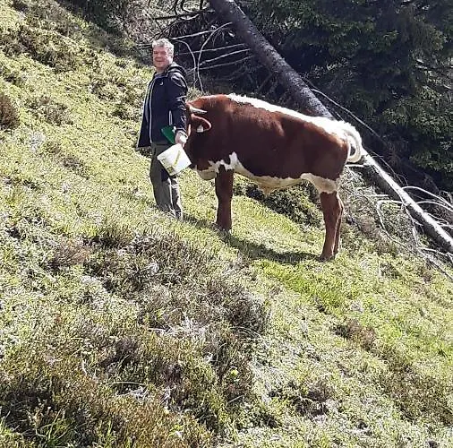 Wiesingbauer Saalfelden