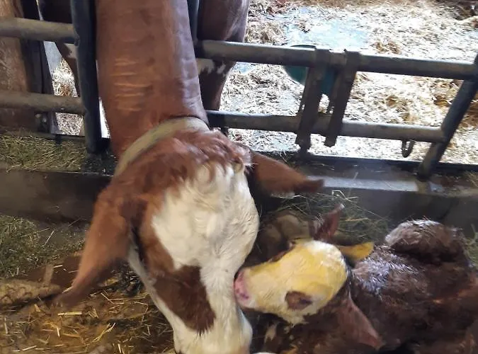 Wiesingbauer Feriegård Saalfelden